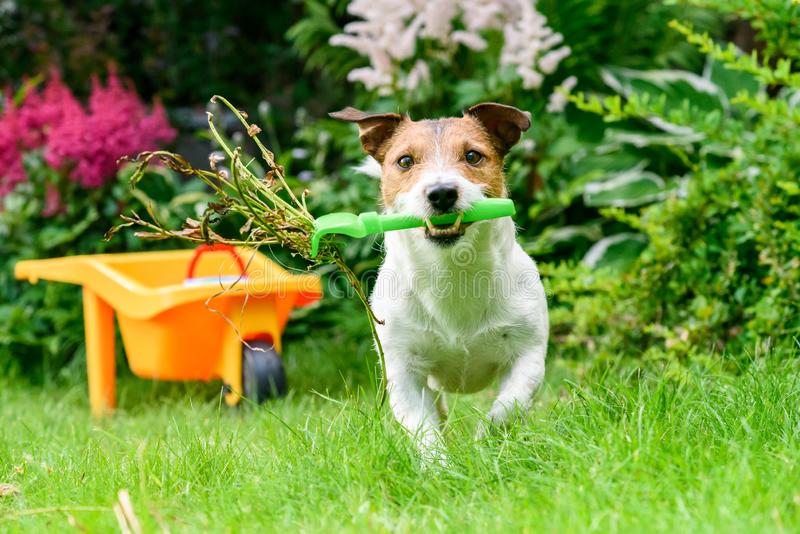 Your Pet Will Love These Back Garden Sanctuary Upgrades